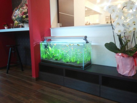 ﾘﾌｫｰﾑﾌﾟﾗｲｽ町田店 3 Jpg 熱帯魚レンタル リース 株 Aqua Box